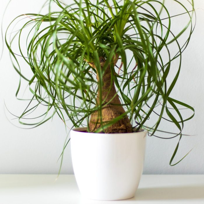 ponytail palm in a white pot