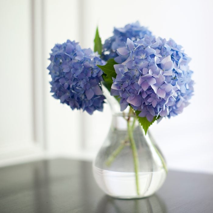 Blue hydrangeas in vase with window light.