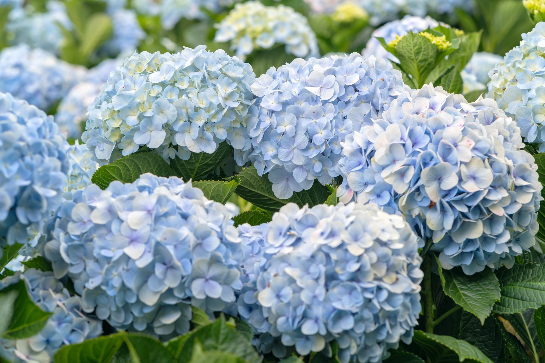 How to Dry Hydrangeasand Now's a Great Time for Those Late