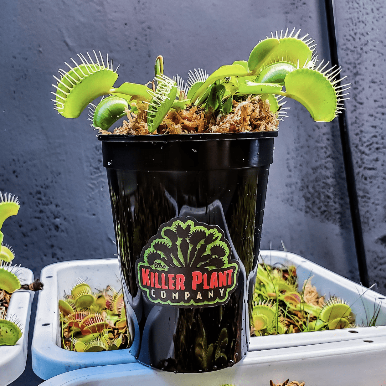  This Is Where to Find a Carnivorous Venus Flytrap Plant