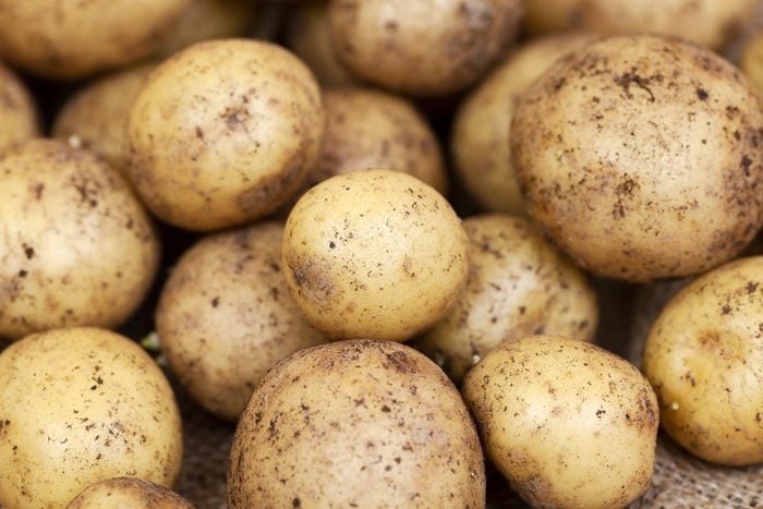 Harvested Young Fresh organic potatoes with soil