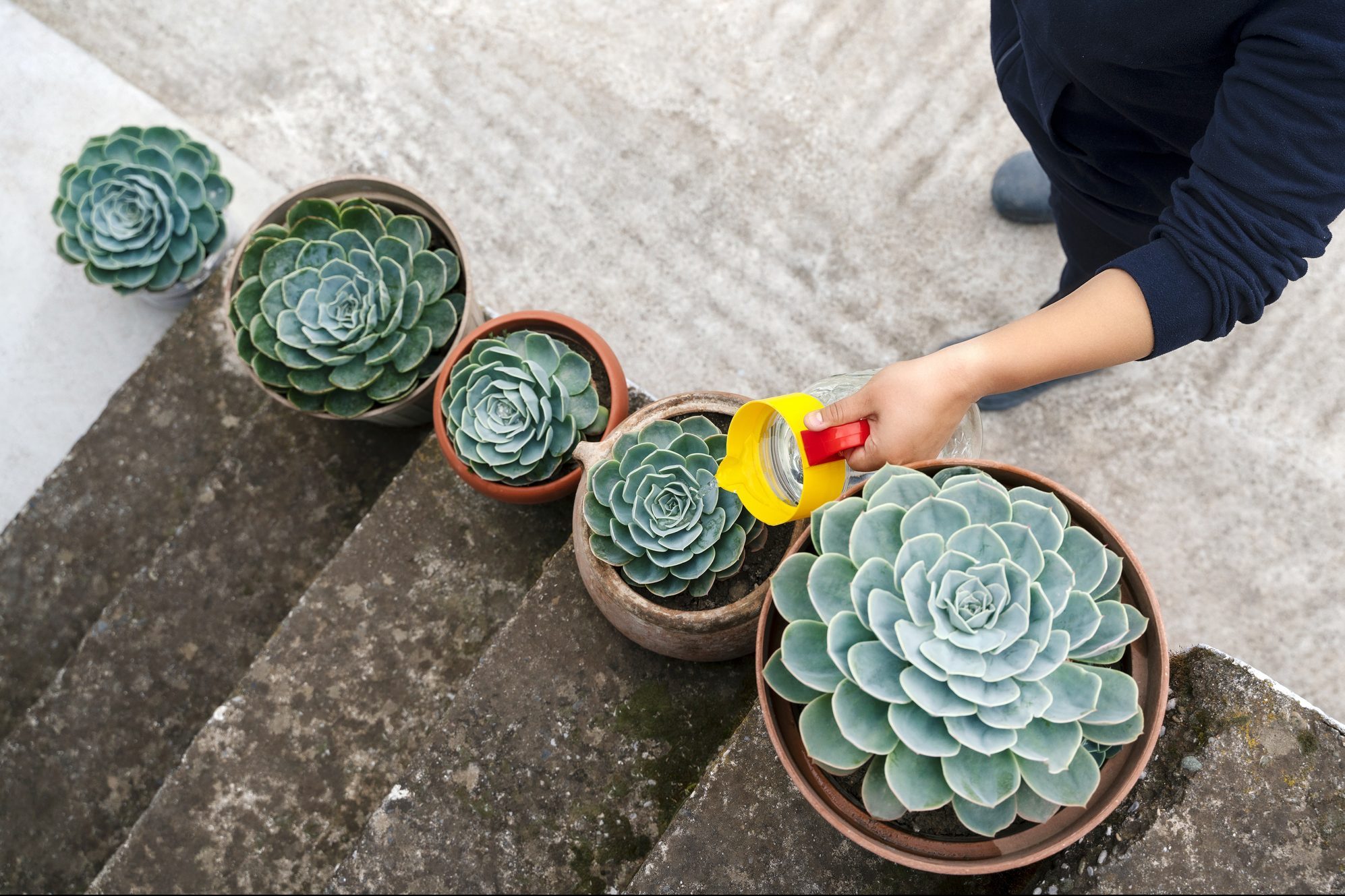  How Often to Water Succulents