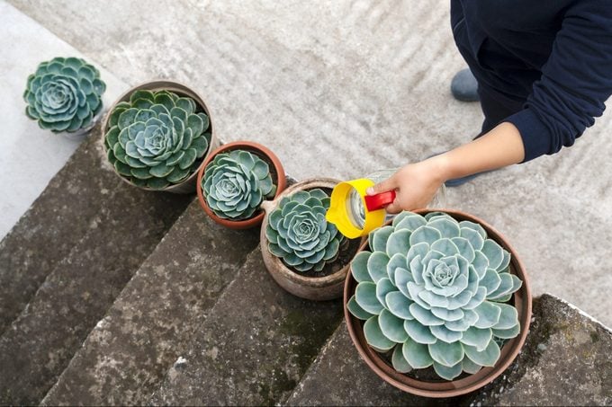 Succulent plant on stairs outdoor in the front yard