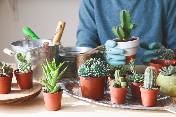 Young man transplanting cactus on wooden table