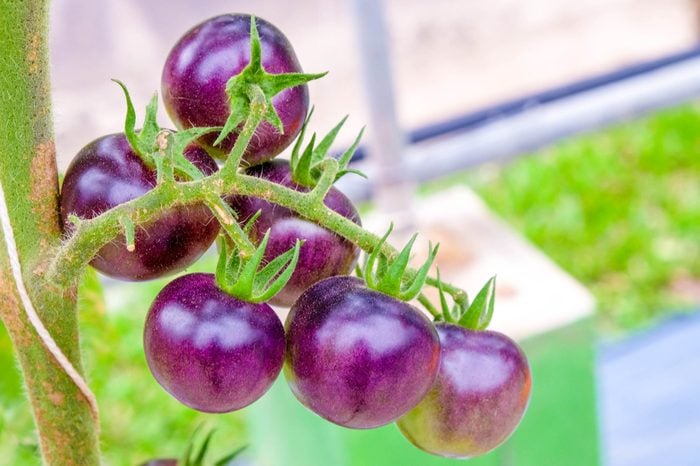 fresh purple tomatoes on the vine in a garden
