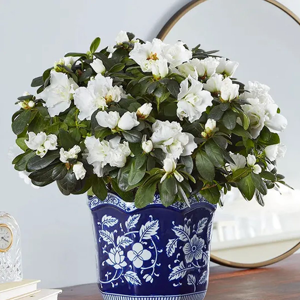 White Azalea Ecomm 1800flowers.com