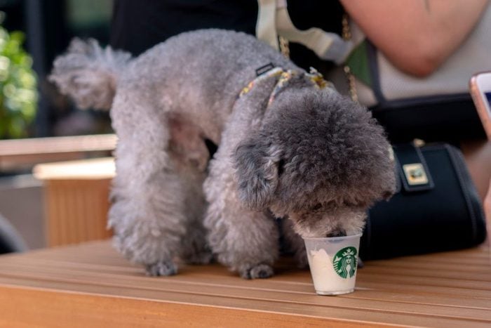 A poodle is tasting a Puppuccino from the secret dog menu at Starbucks