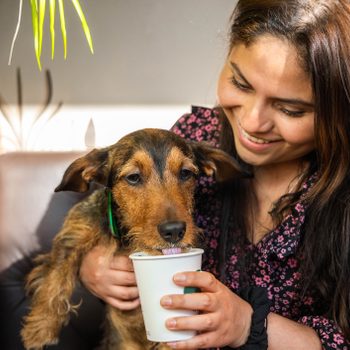 Cute young Dachshund drinking puppuccino from Starbucks