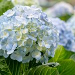 How to Take Care of Your Hydrangeas in Winter (for Big Blooms Next Summer)