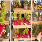 Trader Joe’s Sells Grinch-Inspired “Grump Trees” and We’re Obsessed