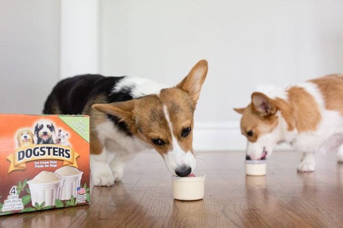 Dogsters Ice Cream