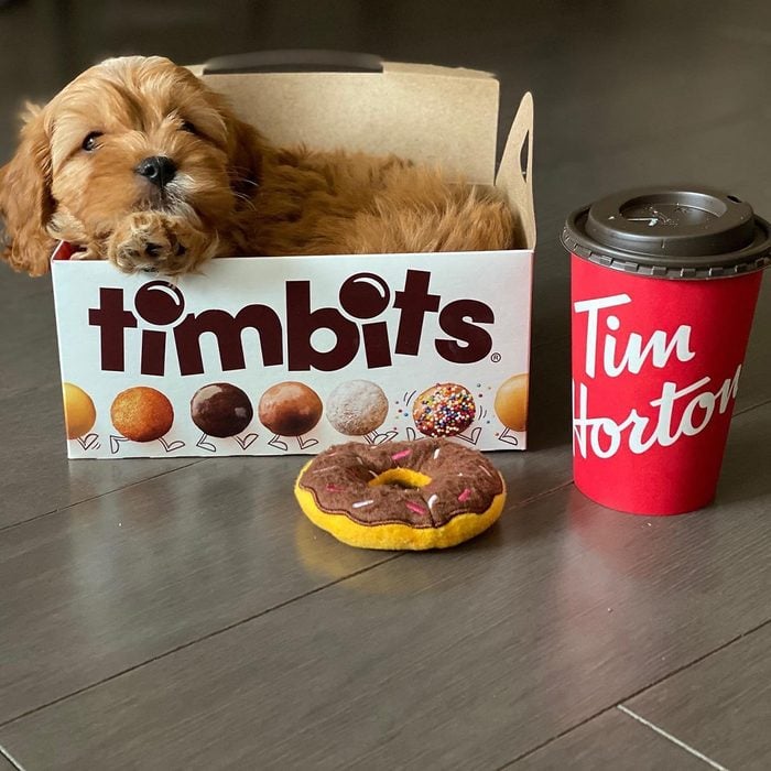 Tim Horton Timbits 