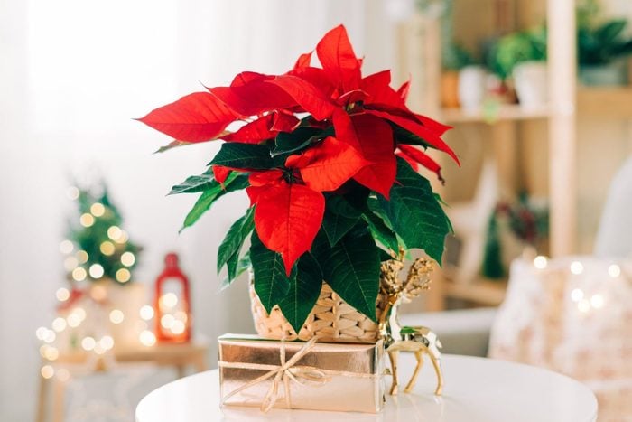 Beautiful poinsettia in wicker pot, gifts and space for text on blurred holiday decoration background. Traditional Christmas star flower