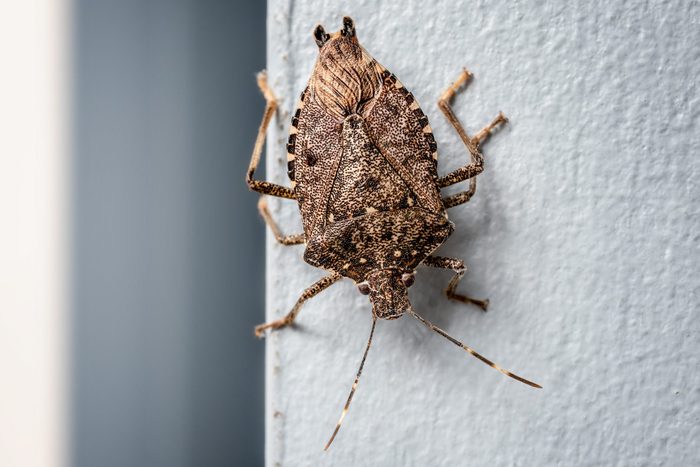 Brown marmorated stink bug, indoors