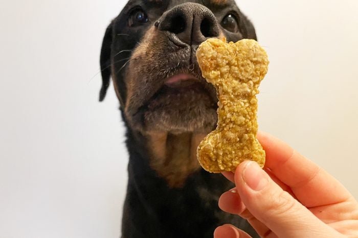 dog about to eat a homemade chicken dog treat
