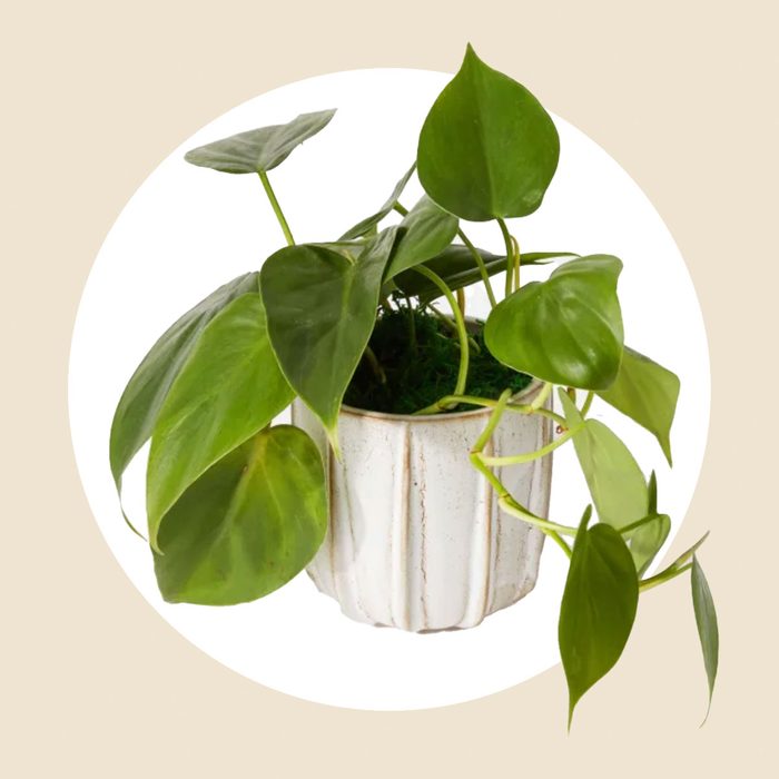 Heart To Heart Pothos Plant Via Urbanstems