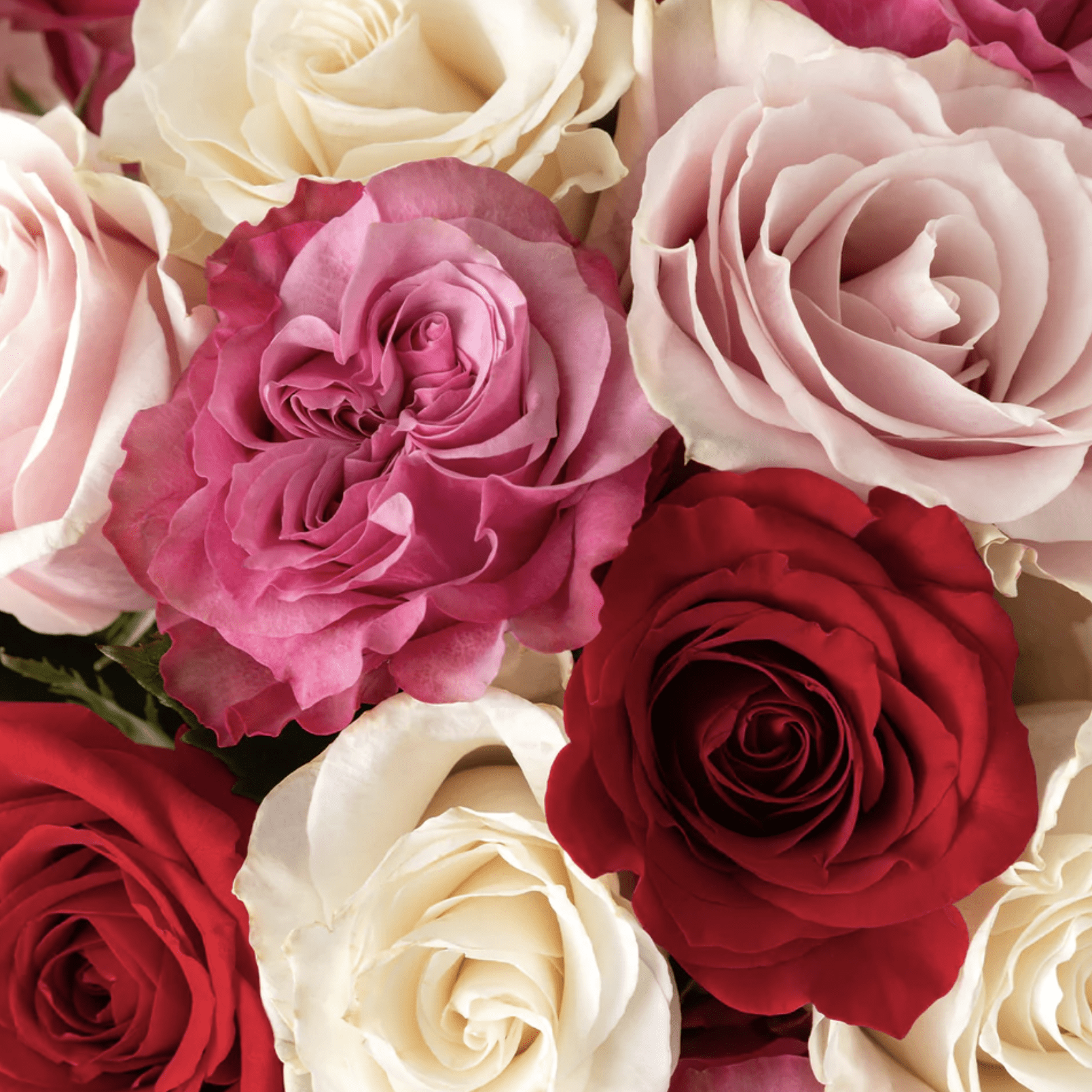 Romance Roseland Roses
