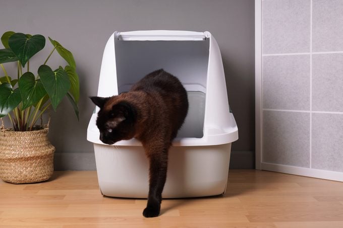 brown indoor cat stepping out of closed kitty litter box in living room