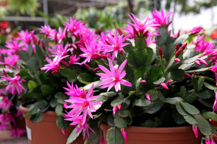 Rhipsalidopsis or "Easter cactus"