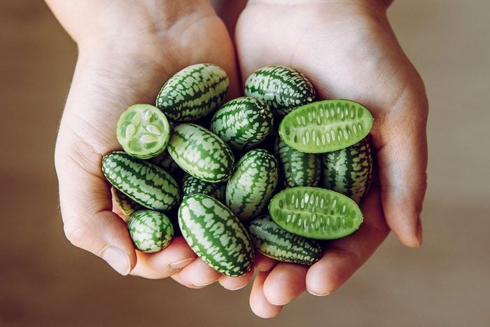 Child Hands Holding Melothria Scabra, Also Known As The Cucamelon Or Pepquinos Witch Is Small Edible Fruit Witch Tastes Like Cucumber And Melon