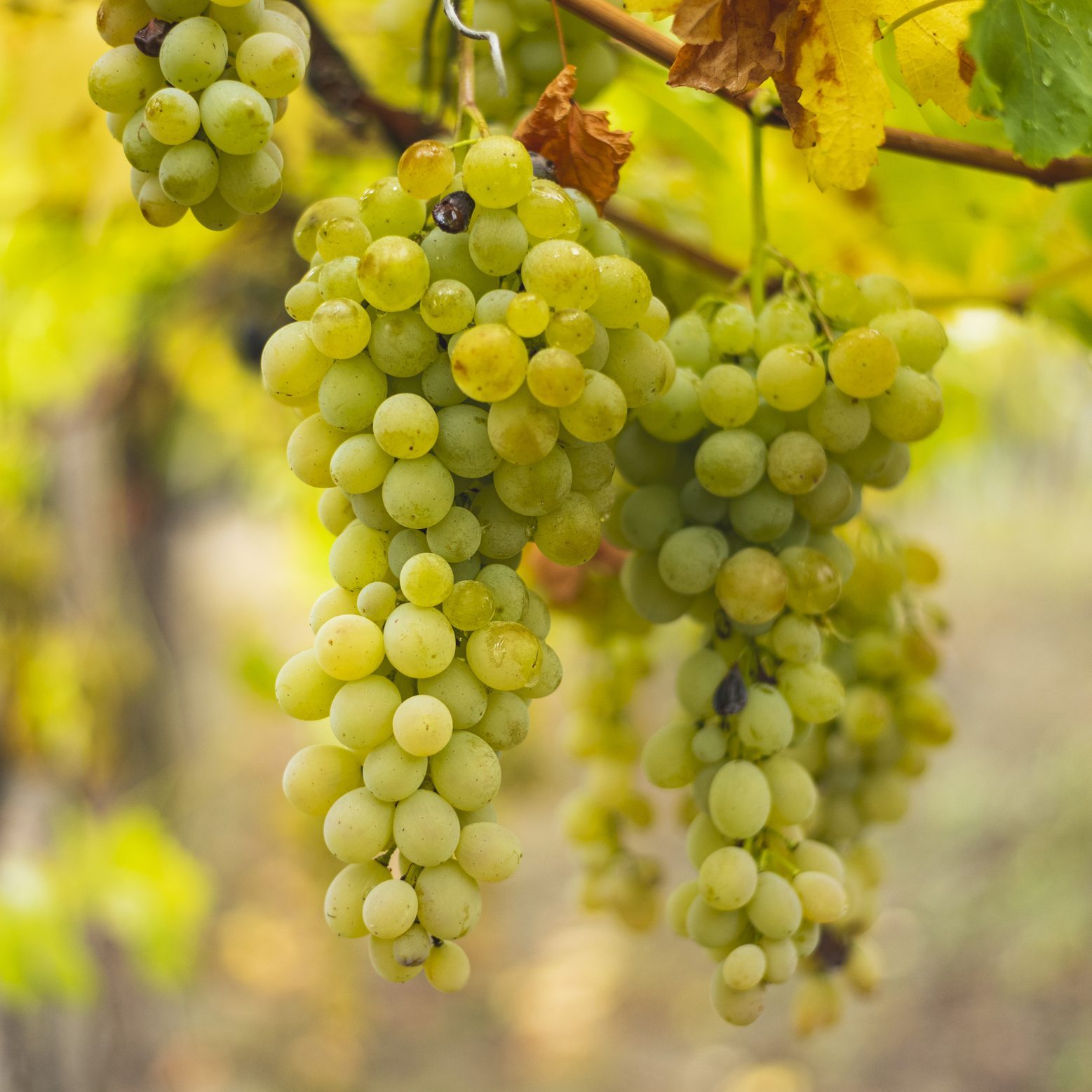 White grapes hanging from the vine in autumn vineyard .