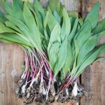 What Are Ramps and How Do They Taste?