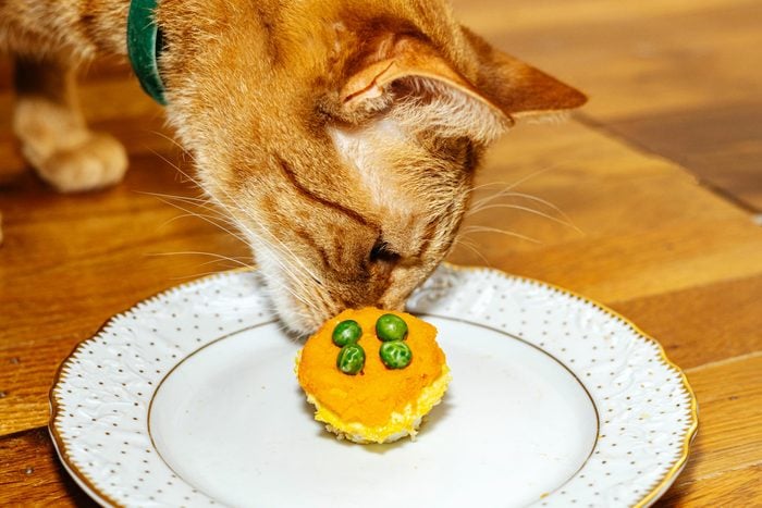 cat sniffing a cat cake