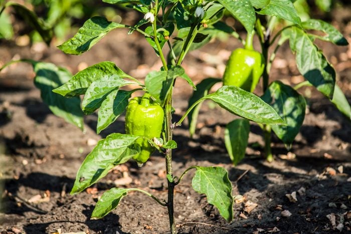 Green pepper plant in the ground