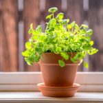 Your Guide to Growing Cilantro Indoors