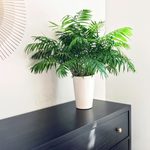 18 Air-Purifying Plants for Every Room in Your Home