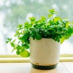 Your Guide to Growing Mint Indoors, Plus When to Harvest It
