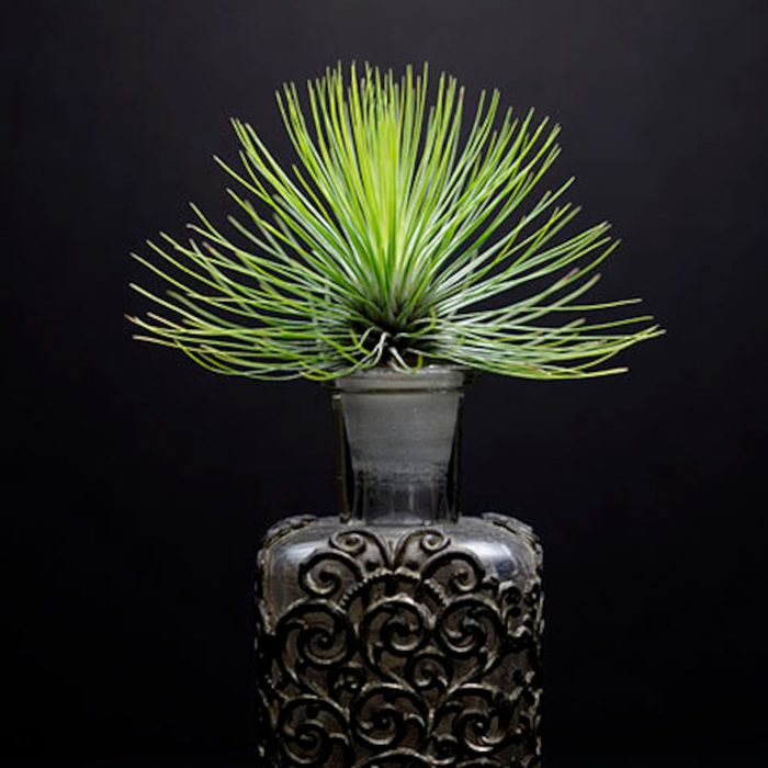 Tillandsia Andreana