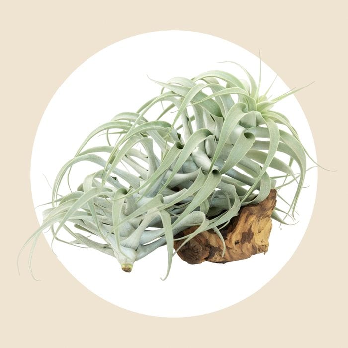 Tillandsia Cacticola