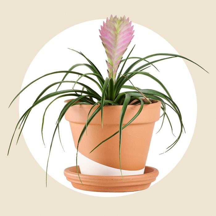 Tillandsia Cyanea Ecomm Via Heyhorti.com