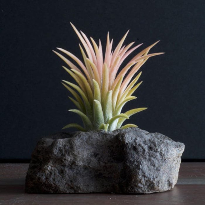 Tillandsia Ionantha 'druid'