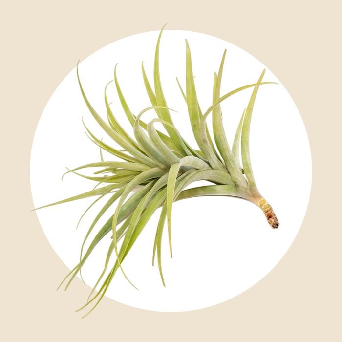 Tillandsia Latifolia