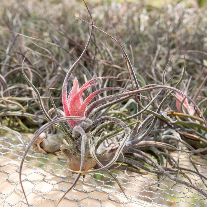 Tillandsia Pruinosa