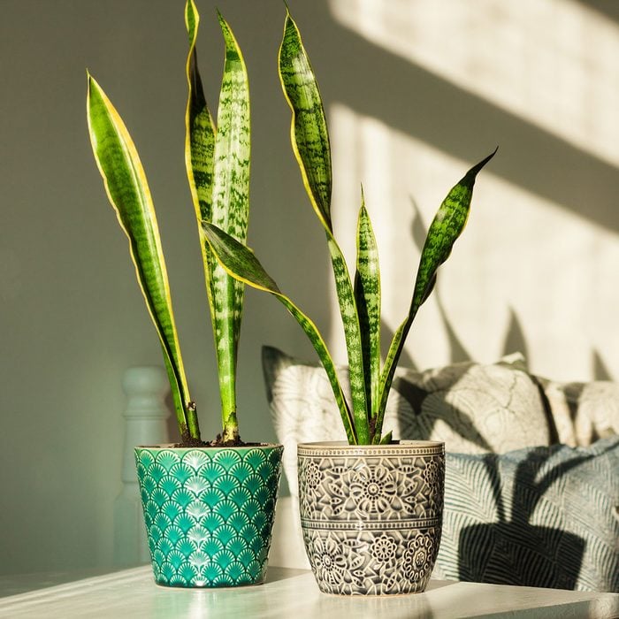 Snake Plants in home