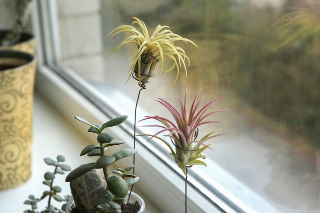 Air Plants on window pane
