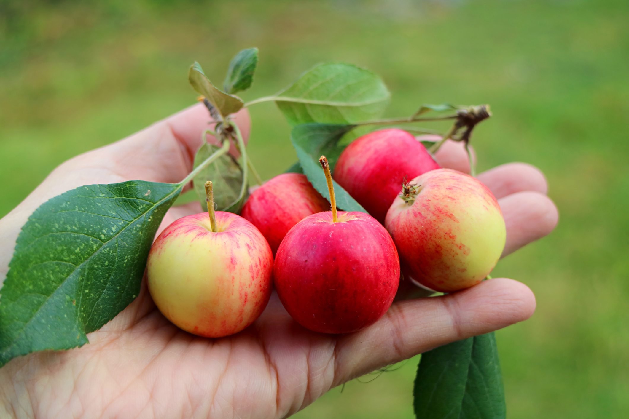 Can You Eat Crab Apples? Yes, Here's How