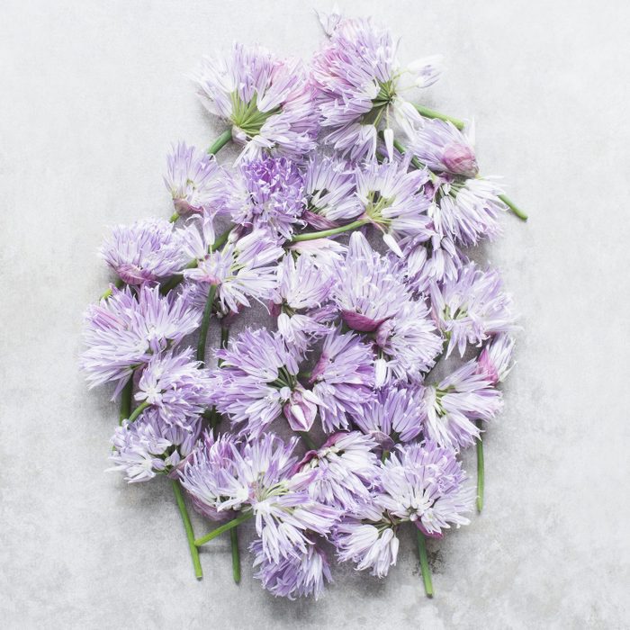 Cut chives flowers in cluster