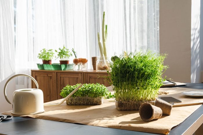 Fresh microgreens with watering can on table at home