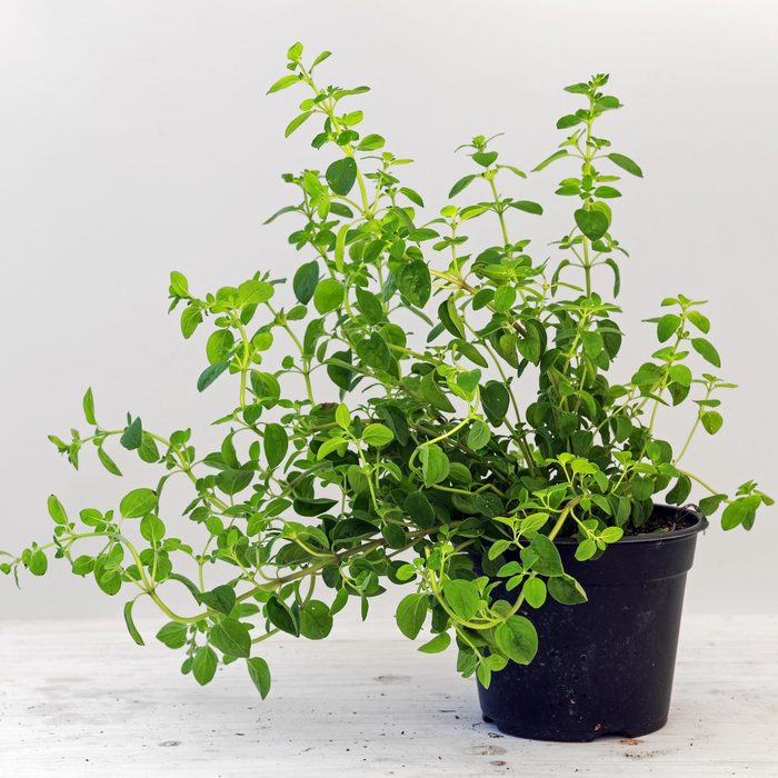 oregano, potted plant against a light gray background with copy space, kitchen herbs for fresh and healthy cooking