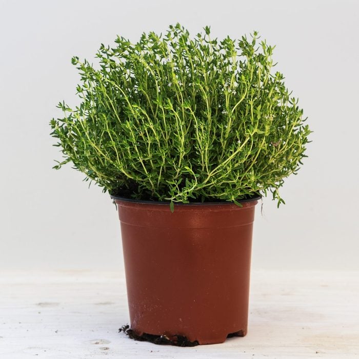 Thyme, potted plant against a light gray background with copy space, kitchen herbs for fresh and healthy cooking