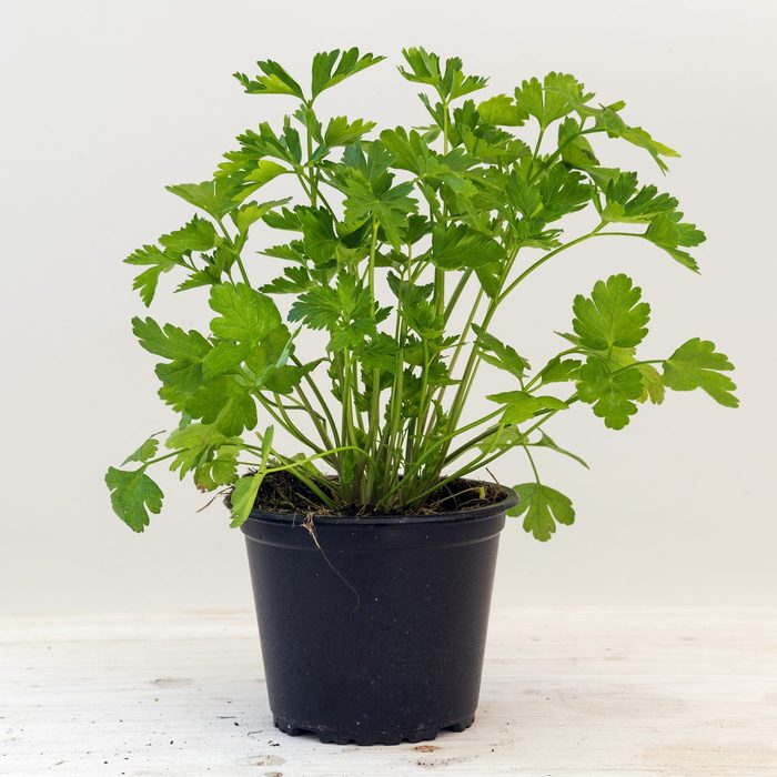 parsley, potted plant against a light gray background with copy space, kitchen herbs for fresh and healthy cooking