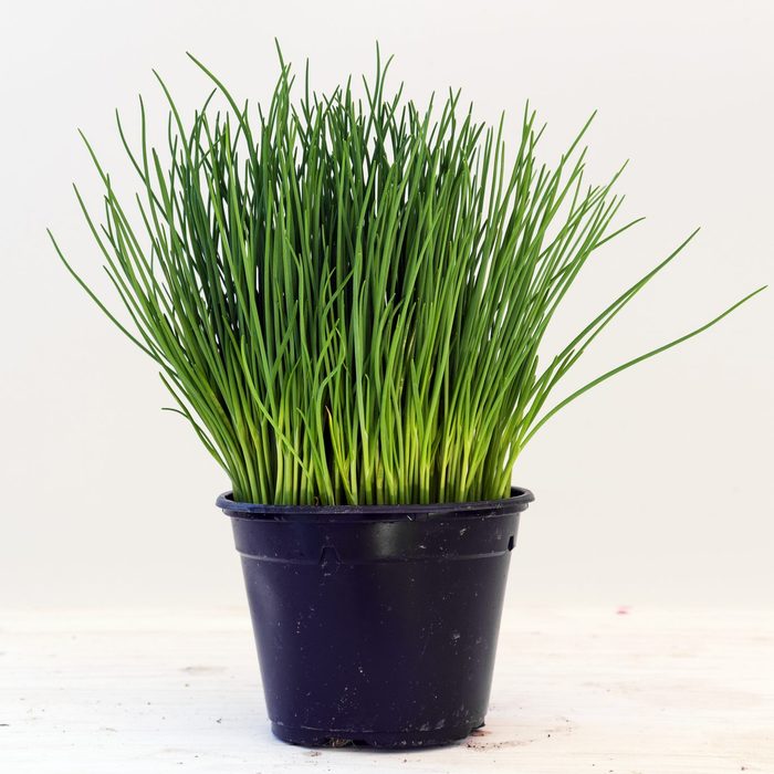 Chives, potted plant against a light gray background with copy space, kitchen herbs for fresh and healthy cooking