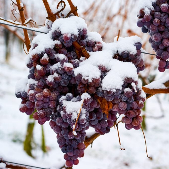 Frozen Ice Wine Grapes