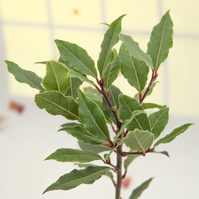 bay laurel herb plant inside