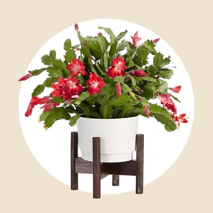 Red Christmas Cactus 
