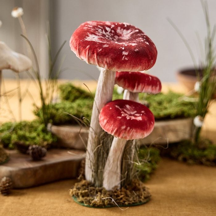 Velvet Mushrooms